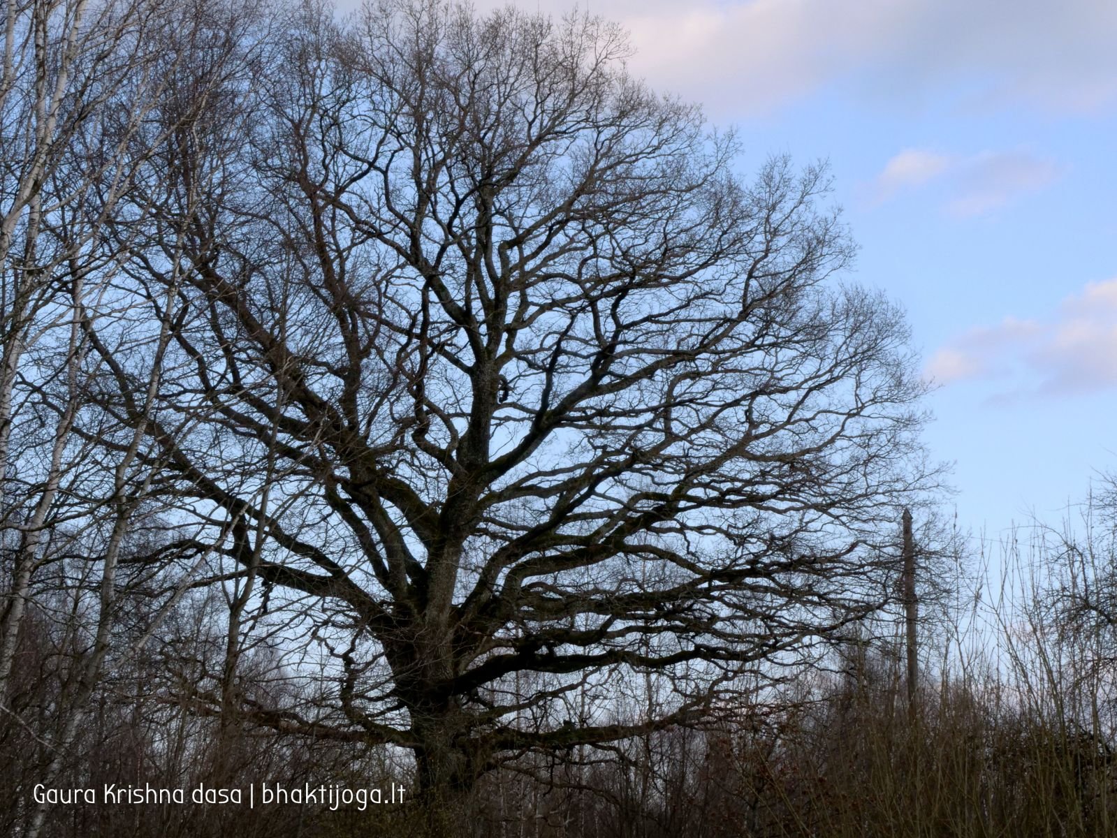 7 pavasari ismintinga gamta stiebiasi maksimaliai i virsu sakalu  kaimas 2020 04 19